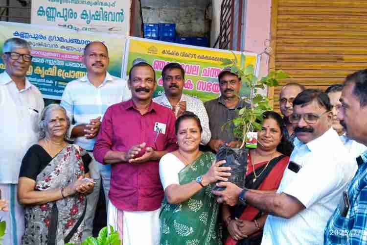 കണ്ണപുരം പഞ്ചായത്ത്‌ പ്രസിഡന്റ്‌ കെ രതി തൈകൾ വിതരണം ചെയുന്നു
