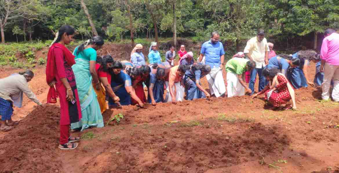 ഫോട്ടോ: തരൂര്‍ ചമ്മിണിപറമ്പില്‍  മൂന്നര ഏക്കര്‍ തരിശുഭൂമിയില്‍    പി.പി. സുമോദ് എം.എല്‍.എയുടെ നേതൃത്വത്തില്‍ തൈകള്‍ നടുന്നു.