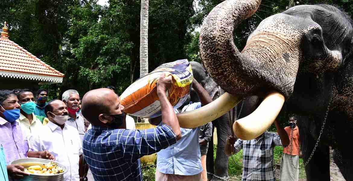 Now free ration for captive elephants