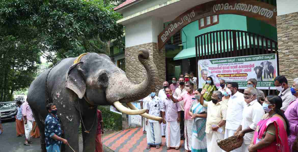 ലോക്ക്ഡൗണ്‍ കാലഘട്ടത്തില്‍ നാട്ടാനകള്‍ക്കായുള്ള ഭക്ഷണ വിതരണത്തിന്റെ ജില്ലാതല ഉദ്ഘാടനം ഇരവിപേരൂര്‍ ഗ്രാമപഞ്ചായത്തില്‍ വനം - വന്യജീവി വകുപ്പ് മന്ത്രി കെ. രാജു നിര്‍വഹിക്കുന്നു.