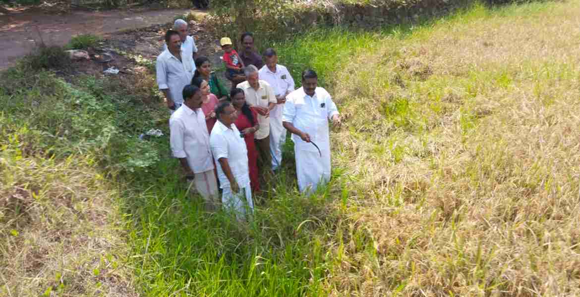 ഫോട്ടോ അടികുറിപ്പ്: ഹാര്‍വെസ്റ്റ് - കുറ്റൂര്‍ കോതവരുത്തി പാടത്തെ കൊയ്ത്തുത്സവം  ഗ്രാമ പഞ്ചായത്ത് പ്രസിഡന്റ് കെ ജി സഞ്ജു  നിര്‍വഹിക്കുന്നു.