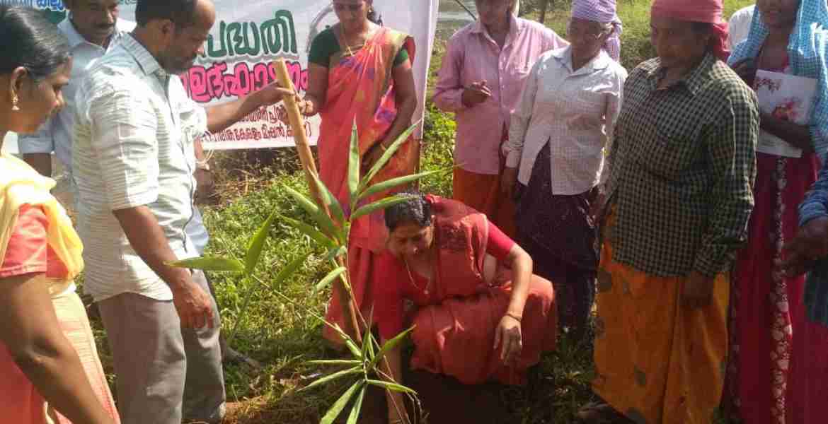 പടിയൂര്‍- കല്യാട് ഗ്രാമ പഞ്ചായത്തിലെ മുളഗ്രാമം പദ്ധതിയുടെ നടീല്‍ ഉദ്ഘാടനം ഗ്രാമ പഞ്ചായത്ത് പ്രസിഡണ്ട് കെ ശ്രീജ നിര്‍വഹിക്കുന്നു  