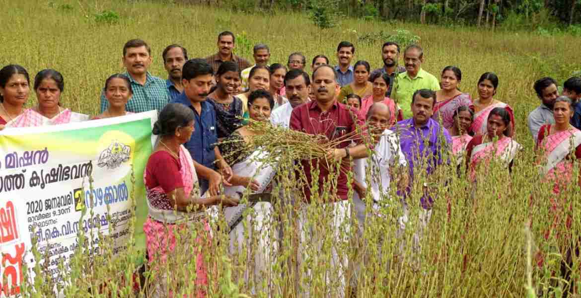 തില്ലങ്കേരി ഗ്രാമപഞ്ചായത്ത് നടപ്പിലാക്കുന്ന എള്ള് കൃഷിയുടെ വിളവെടുപ്പ് ഉദ്ഘാടനം ജില്ലാപഞ്ചായത്ത് പ്രസിഡന്റ് കെ വി സുമേഷ് നിര്‍വഹിക്കുന്നു