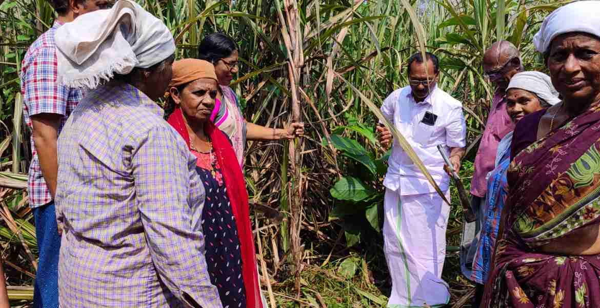 ഓമല്ലൂര്‍ ഗ്രാമപഞ്ചായത്തിലെ വാഴമുട്ടത്ത് കരിമ്പു കൃഷി വിളവ് ഉദ്ഘാടനം ഇലന്തൂര്‍ ബ്ലോക്ക് പഞ്ചായത്ത് പ്രസിഡന്റ് ഇന്ദിരാദേവിയും ഓമല്ലൂര്‍ ഗ്രാമപഞ്ചായത്ത് പ്രസിഡന്റ് അഡ്വ. ജോണ്‍സണ്‍ വിളവിനാലും ചേര്‍ന്ന് നിര്‍വഹിക്കുന്നു