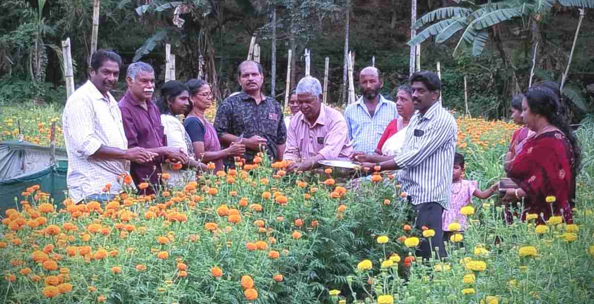 'ഓണത്തിന് ഒരു പൂക്കൂട' പദ്ധതിയുടെ വിളവെടുപ്പ് ഉദ്ഘാടനം പ്രസിഡന്റ് കെ കെ ശ്രീധരന്‍ നിര്‍വഹിക്കുന്നു