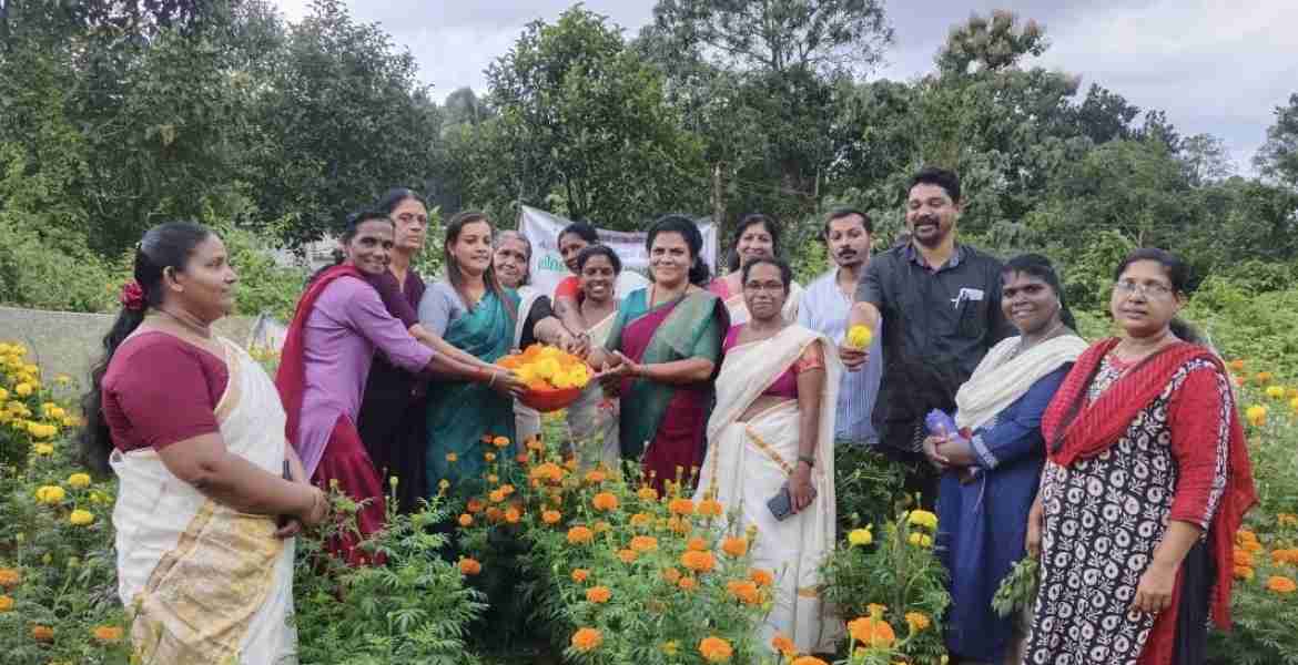 മല്ലപ്പുഴശേരി ഗ്രാമപഞ്ചായത്ത് പ്രസിഡന്റ് മിനി ജിജു ജോസഫ് ബന്ദിപ്പൂവ് വിളവെടുപ്പ് നടത്തുന്നു