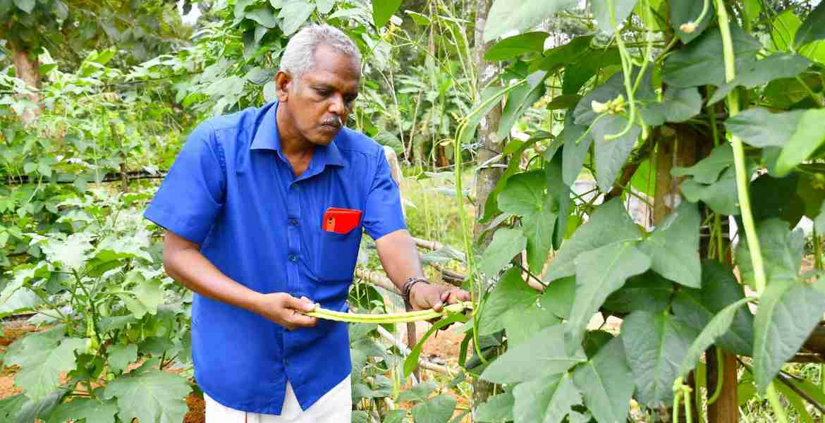 പന്തളം തെക്കേക്കര മുന്‍ പഞ്ചായത്ത് പ്രസിഡന്റും ഇപ്പോഴത്തെ വികസനകാര്യ സ്റ്റാന്‍ഡിംഗ് കമ്മറ്റി ചെയര്‍മാനുമായ വി.പി വിദ്യാധരപണിക്കര്‍ കൃഷിയിടത്തില്‍