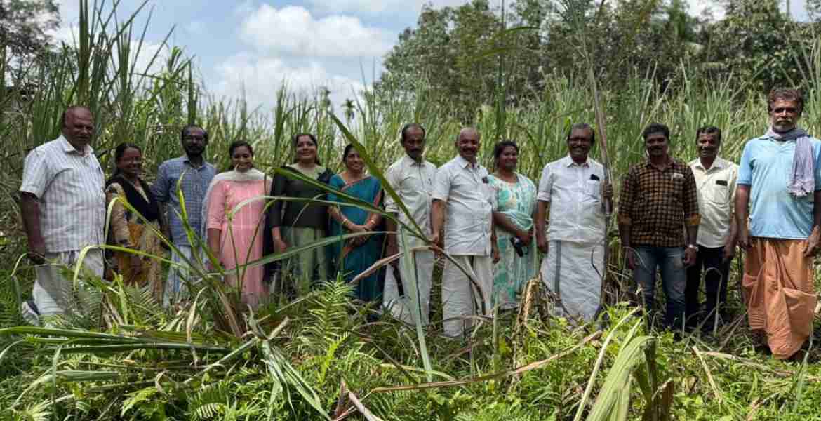 കരിമ്പ് കൃഷിയുടെ വിളവെടുപ്പ് ഉദ്ഘാടനം വള്ളിക്കോട് ഗ്രാമപഞ്ചായത്ത് പ്രസിഡന്റ് ആര്‍.മോഹനന്‍ നായര്‍ നിര്‍വഹിക്കുന്നു