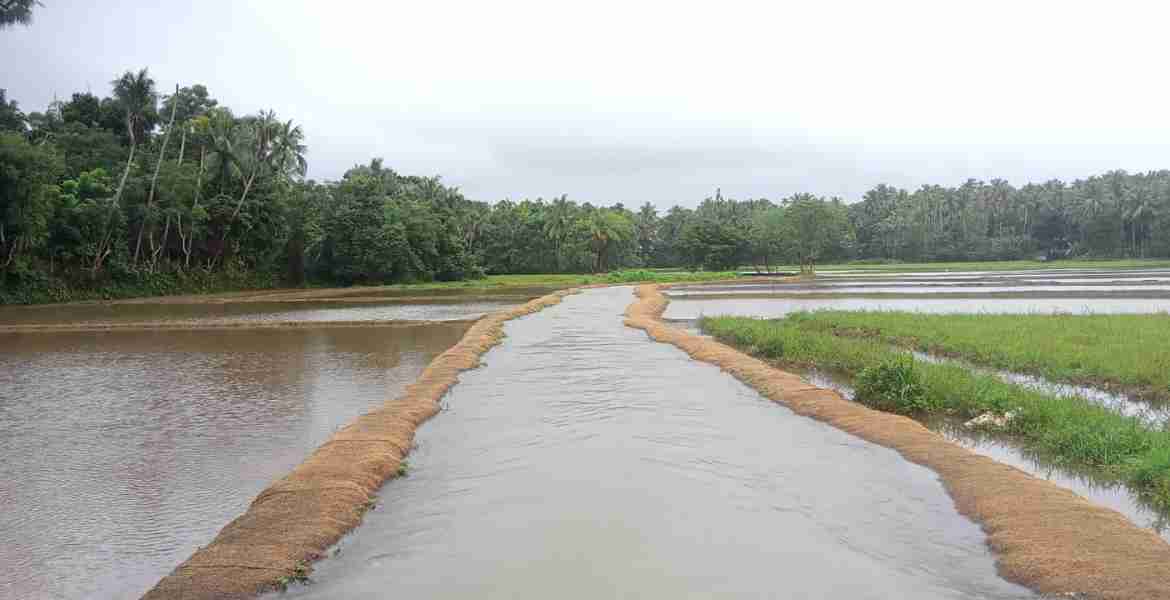 രാമഞ്ചിറ പാടശേഖര തോടുകള്‍ക്ക് പുതുജീവന്‍