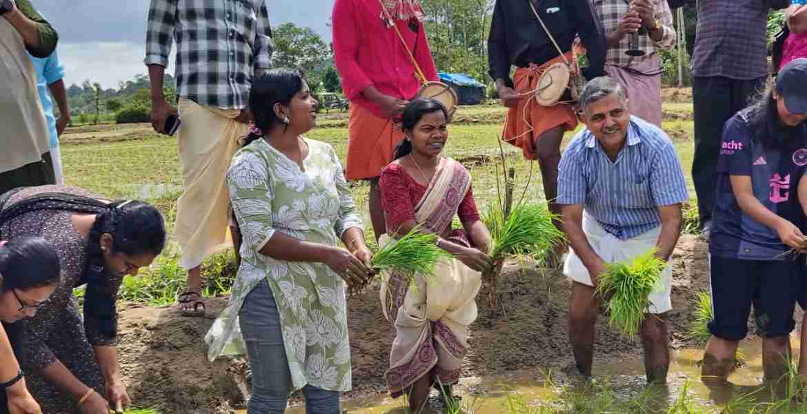 കുടുംബശ്രീ ജില്ലാ മിഷൻ കമ്പളനാട്ടി നടീൽ ഉത്സവം സംഘടിപ്പിച്ചു