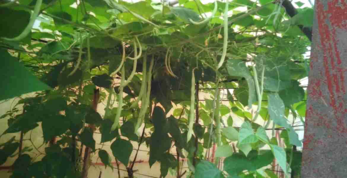 അടുക്കളത്തോട്ടം ചലഞ്ചിലൂടെ ചെയ്ത പച്ചക്കറി കൃഷി