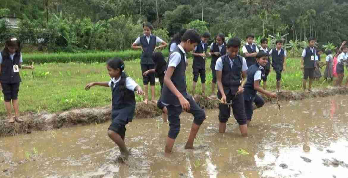 ആനവിരട്ടി പാടശേഖരത്തില്‍ നടന്ന വിത്തെറിയലില്‍ പങ്കെടുക്കുന്ന വിദ്യാര്‍ത്ഥികള്‍