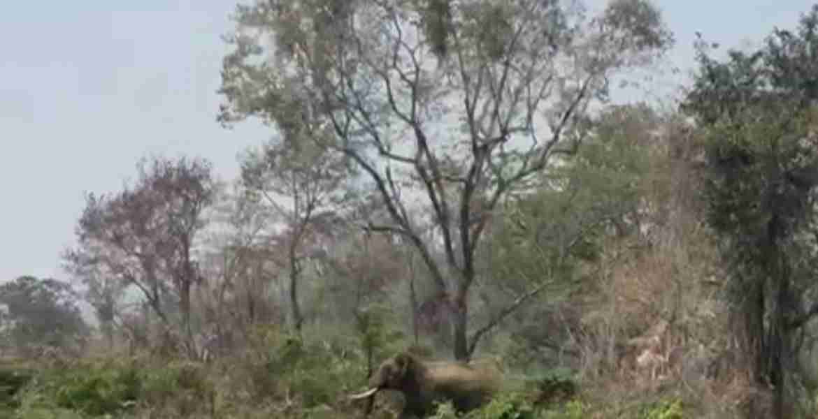 ഓപ്പറേഷൻ ഗജമുക്തി: ആറളം ഫാമിൽ നിന്നും ഒരു കാട്ടാനയെ കൂടി  കാടുകയറ്റി