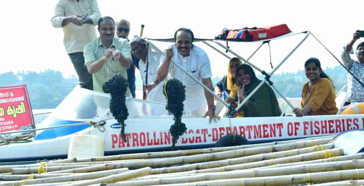 പാപ്പിനിശ്ശേരി തുരുത്തിയില്‍ കല്ലുമ്മക്കായ വിളവെടുപ്പ്