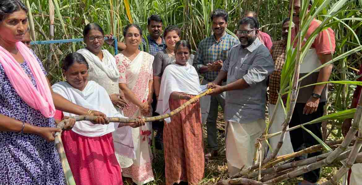 പന്തളം കരിമ്പ് വിത്ത് ഉത്പാദനകേന്ദ്രത്തില്‍ കരിമ്പ് വിളവെടുപ്പ് ഉദ്ഘാടനം ഡെപ്യൂട്ടി സ്പീക്കര്‍ ചിറ്റയം ഗോപകുമാര്‍ നിര്‍വഹിക്കുന്നു.
