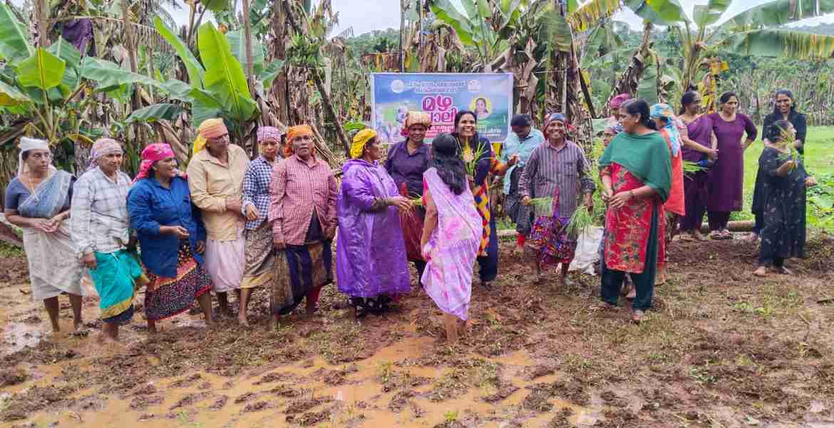 പാട്യം പഞ്ചായത്തിൽ കുടുംബശ്രീ സിഡിഎസിന്റെ നേതൃത്വത്തിൽ കളരിത്താഴം മുതിയങ്ങ വയലിൽ  നടന്ന മഴപ്പൊലിമയിൽ നിന്ന്