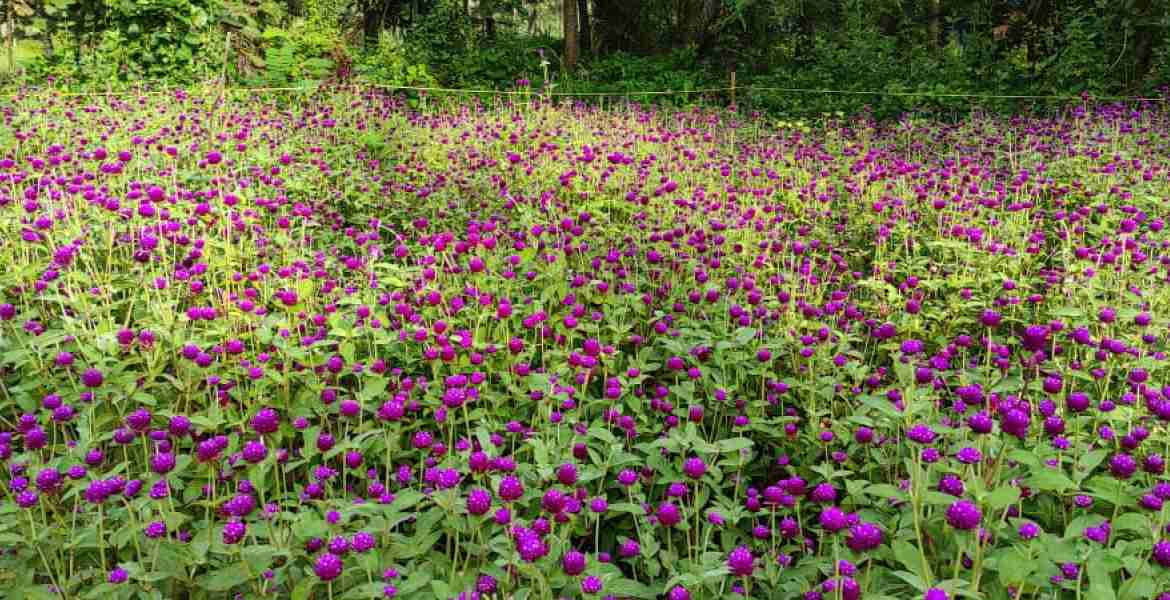 കണ്ണൂർ അഴീക്കോട് ചാലിലെ സിലേഷിന്റെ പൂകൃഷി