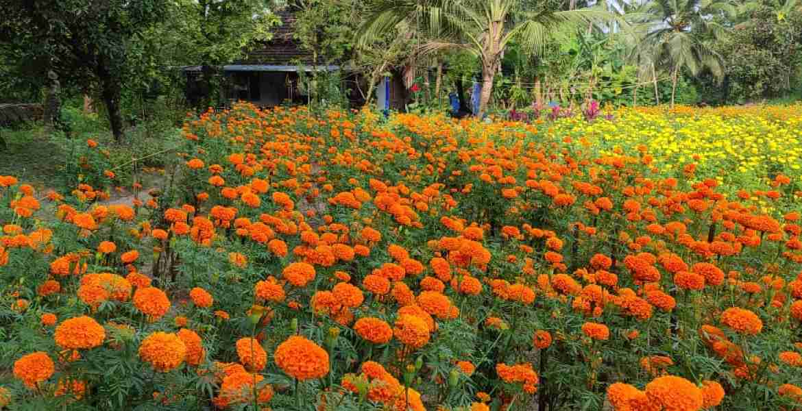  കണ്ണൂർ അഴീക്കോട് ചാലിലെ സിലേഷിന്റെ പൂകൃഷി