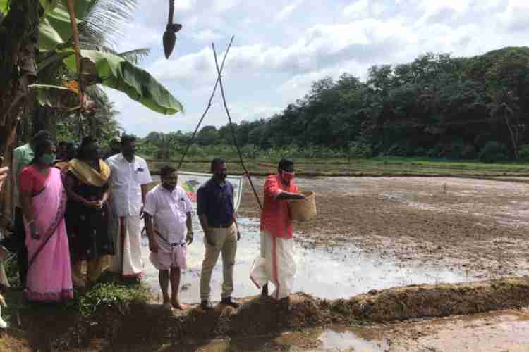 ഏനാത്ത് 150 ഏക്കര്‍ കരിപ്പാല്‍  ഏലായിലെ നെല്‍കൃഷി ചിറ്റയം ഗോപകുമാര്‍ എം.എല്‍.എ ഉദ്ഘാടനം ചെയ്യുന്നു.