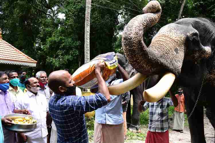 Now free ration for captive elephants