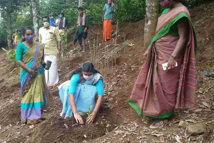 മുതുവാന്‍ക്കുടി ആദിവാസി കോളനിയില്‍ മരത്തൈ നട്ട് പരിസ്ഥിതി ദിനാചരണം ഗ്രാമപഞ്ചായത്ത് പ്രസിഡന്റ് ടിസ്സി ബിനു ഉദ്ഘാടനം ചെയ്യുന്നു.