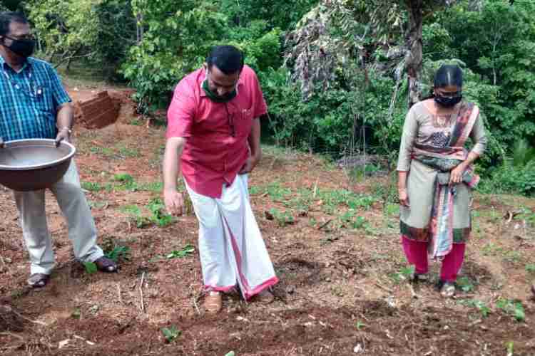 സുഭിക്ഷ കേരളം പദ്ധതിയുടെ ഭാഗമായി പരിയാരം ഗ്രാമപഞ്ചായത്തില്‍  ആരംഭിച്ച മുത്താറി കൃഷിയുടെ വിത്തിടല്‍ പ്രസിഡണ്ട് എ രാജേഷ് ഉദ്ഘാടനം ചെയ്യുന്ന